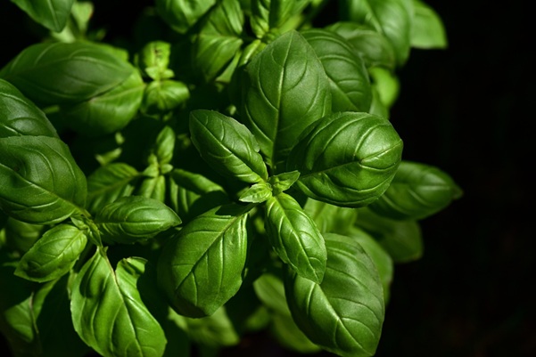 Rasoterra: Sabores Vegetales con Sostenibilidad